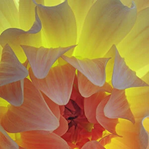 USA, Washington State, Seabeck. Dahlia blossom close-up