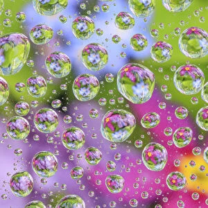 USA, Washington State, Seabeck. Flowers reflected in water drops