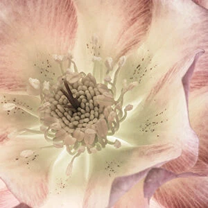 USA, Washington State, Seabeck. Hellebore blossom close-up