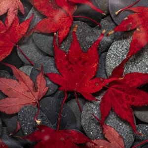 USA, Washington State, Seabeck. Japanese maple leaves on river rocks