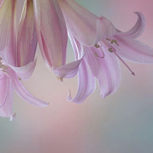 USA, Washington State, Seabeck. Lily blossoms close-up