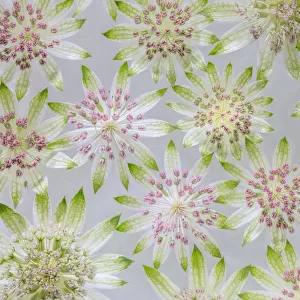 USA, Washington State, Seabeck. Montage of astrantia blossoms