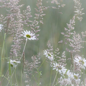 USA, Washington State, Seabeck. Oxeye daisy flowers and grasses