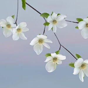 USA, Washington State, Seabeck. Pacific dogwood blossoms close-up