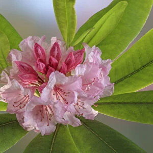 USA, Washington State, Seabeck. Rhododendron flower close-up