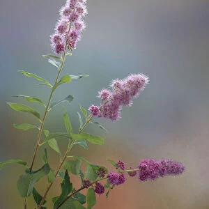USA, Washington State, Seabeck. Spiraea shrub flowers