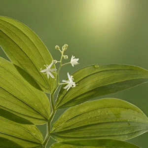 USA, Washington State, Seabeck. Starry Solomons seal leaves and flowers. Credit as