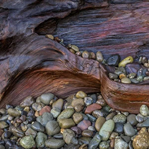 USA, Washington State, Seabeck. Wet driftwood and beach rocks