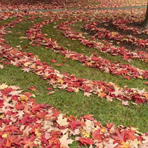 Usa, Washington State, Seattle, red and yellow leaves raked in rows, in autumn