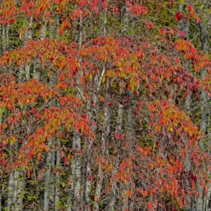 Snoqualmie Cherry Trees in Red Print Snoqualmie Cherry Trees in Red Print