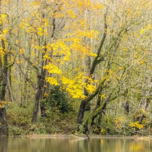 USA, Washington State, Snoqualmie River edged by Big Leaf Maple Trees in yellow