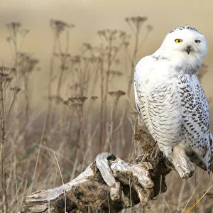 USA, Washington state. A Snowy Owl (Bubo scandiacus) sits on a perch, actively searching