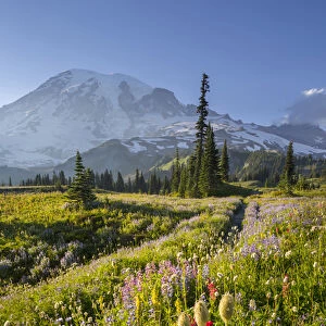 USA, Washington State. Subalpine pasque flower, paintbrush and lupine wildflowers and Mt