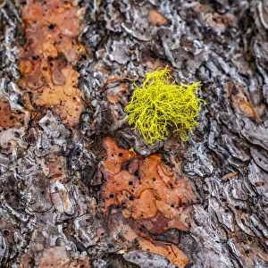 USA, Washington State, Table Mountain eastern Cascade Mountains Ponderosa Pine Bark