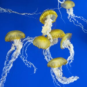 USA, Washington State, Tacoma, Point Defiance Zoo. Jellyfish in tank