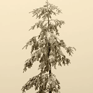 USA, Washington State. Tiger Mountain, snow covered fir tree