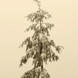 Tiger Mountain Snow-Covered Fir Tree Print