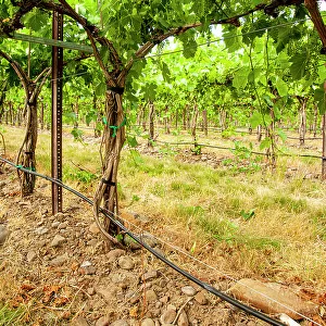 USA, Washington State, Walla Walla. The Funk Vineyard with the special trellis system known as the Geneva Double Curtain. (Editorial Use Only)