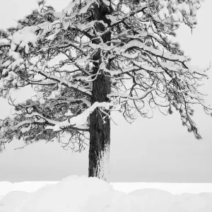USA, Washington State. Wenatchee National Forest, ponderosa pine