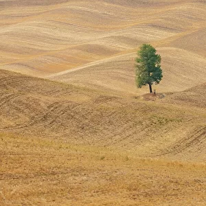 USA, Washington State, Whitman County, Palouse. Lone tree in rolling field