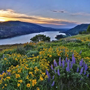 USA, Washington State. Wildflowers bloom in Columbia Hills State Park