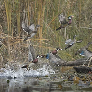 USA, Washington State. Wood Ducks (Aix sponsa) flock takes flight from a quiet pond