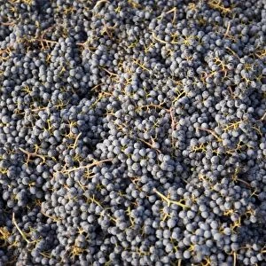 USA, Washington State, Yakima Valleyl. Merlot grapes, Rattlesnake Hills Wine Trail