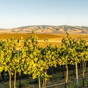 USA, Washington, Walla Walla. The Blue Mountains overlook the Blue Mountain vineyard