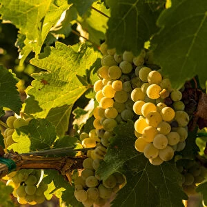 USA, Washington, Yakima Valley. Boushey Vineyard. Sauvignon Blanc grapes