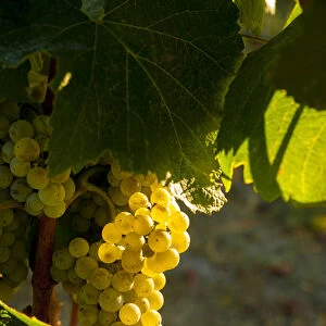 USA, Washington, Yakima Valley. Chardonnay harvest in the French Creek vineyard