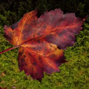 USA, West Virginia, Blackwater Falls State Park. Close-up of maple leaf. Credit as USA, West Virginia, Blackwater Falls State Park. Close-up of maple leaf. Credit as