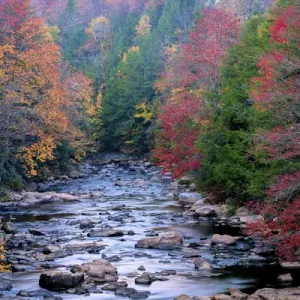 USA, West Virginia, Blackwater Falls State Park. Forest and stream in autumn. Credit as USA, West Virginia, Blackwater Falls State Park. Forest and stream in autumn. Credit as