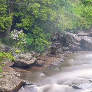 USA, West Virginia, Blackwater Falls State Park. Blackwater River rapids
