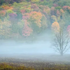 USA, West Virginia, Canaan Valley State Park. Lone bare tree and forest in fog. Credit as USA, West Virginia, Canaan Valley State Park. Lone bare tree and forest in fog. Credit as