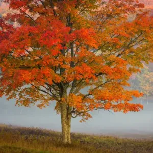 West Virginia Print - Lone Tree in Fog, Canaan Valley State Park West Virginia Print - Lone Tree in Fog, Canaan Valley State Park