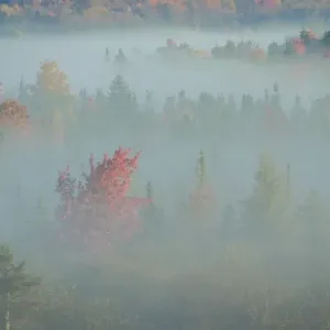 USA, West Virginia, Canaan Valley State Park USA, West Virginia, Canaan Valley State Park