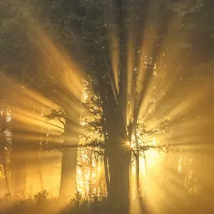 USA, West Virginia, Canaan Valley State Park. Sunburst through tree in forest. Credit as USA, West Virginia, Canaan Valley State Park. Sunburst through tree in forest. Credit as
