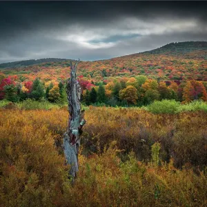 USA, West Virginia, Canaan Valley State Park. Forest and hills in autumn