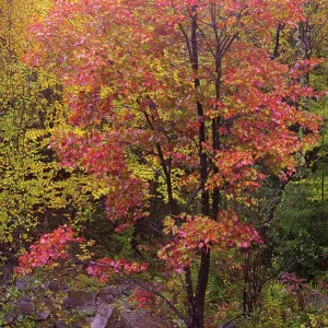 USA, West Virginia, Canaan Valley State Park. Trees in autumn foliage