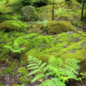 EE.UU., Virginia Occidental, Parque Estatal Canaan Valley. Rocas cubiertas de musgo y helechos en el bosque. EE.UU., Virginia Occidental, Parque Estatal Canaan Valley. Rocas cubiertas de musgo y helechos en el bosque.