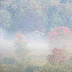 USA, West Virginia, Davis. Foggy forest in fall colors