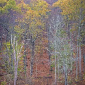 USA, West Virginia, Delaware Watergap Recreational Area. Lake and forest in autumn USA, West Virginia, Delaware Watergap Recreational Area. Lake and forest in autumn