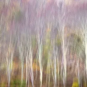USA, West Virginia, Delaware Watergap Recreational Area. Forest abstract. Credit as USA, West Virginia, Delaware Watergap Recreational Area. Forest abstract. Credit as