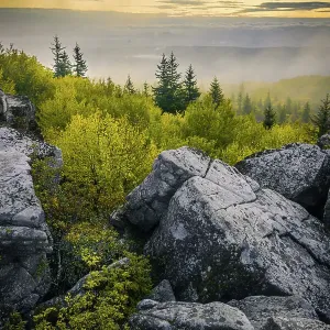 USA, West Virginia, Dolly Sods Wilderness Area. Sunrise on mountain boulders and forest