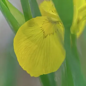 USA, West Virginia, New River Gorge National Park. Close-up of yellow iris flower