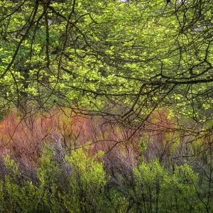 USA, West Virginia, New River Gorge National Park. Forest tree with spring foliage. ©Jay O'Brien / Jaynes Gallery / DanitaDelimont.com USA, West Virginia, New River Gorge National Park. Forest tree with spring foliage. ©Jay O'Brien / Jaynes Gallery / DanitaDelimont.com
