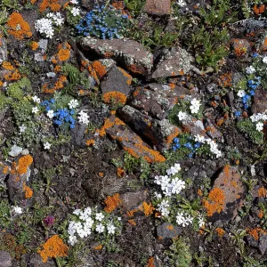 USA, Wyoming. Alpine Forget-Me-Not wildflowers and lichen, Absaroka Mountains