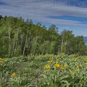 USA, Wyoming. Arrowleaf balsamroot wildflowers and Aspen Trees in meadow