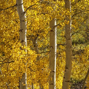 USA, Wyoming. Aspen trees with yellow leaves next to a pond