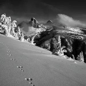 USA, Wyoming. Black and white photo of rabbit tracks in snow and landscape on west side of Teton Range USA, Wyoming. Black and white photo of rabbit tracks in snow and landscape on west side of Teton Range